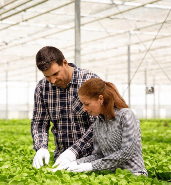 Dynamics 365 for agriculture 1